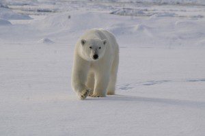 2007-08-26 Polar bear by Christian Kempf (1)