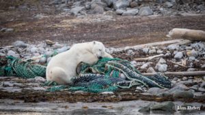 Polar bears are a coveted sight for passengers, and the expedition cruise industry wants to make sure that bears can roam on plastic-free beaches. (Photo: Adam Rheborg, PolarQuest)
