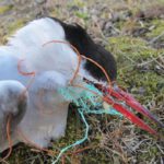 Wildlife can be affected by waste through entanglement or ingestion. (Photo: Guri Tveito, Governor of Svalbard)