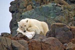 A bear chewing on a piece of styrofoam in Svalbard, by Jonathan R. Green, G Adventures
